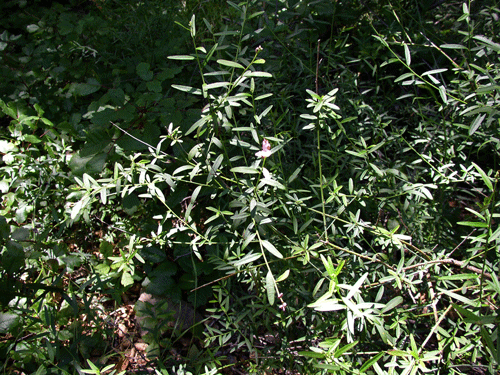 Polygala cornuta var. fishiae